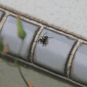 Adanson's House Jumper