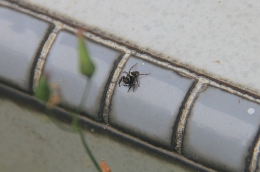 Spotting Image 1