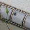Adanson's House Jumper