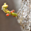 Tiny Insect Nymphs