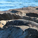 Grey Seal