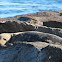 Grey Seal
