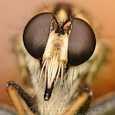 Robberfly