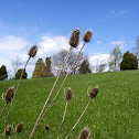 Teasel