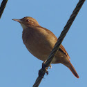 Rufous Hornero