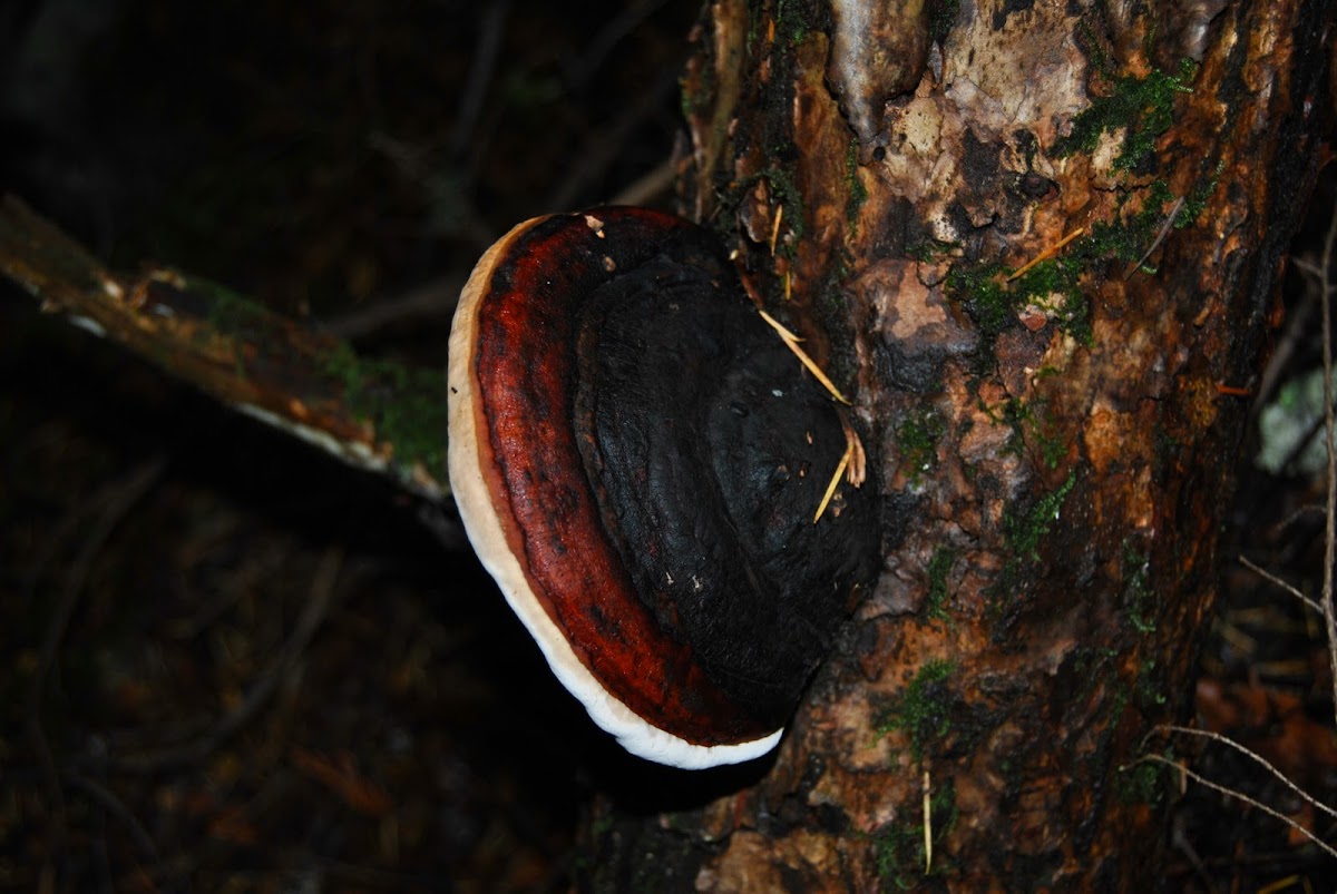 Red Banded Polypore