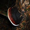 Red Banded Polypore