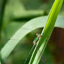 Lestes Barbarus
