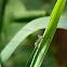 Lestes Barbarus