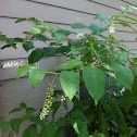 Pokeweed