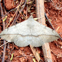 Butterfly, mariposa, borboleta