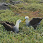Waved Albatross