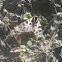 Harnessed Tiger Moth