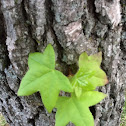 Sweetgum