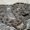 Dusky Pigmy Rattlesnake