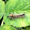 Rusty Tussock Moth