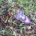 Stag beetle