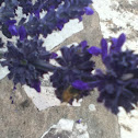 Honey bee