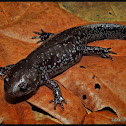 Mole Salamander