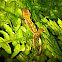Crested Gecko