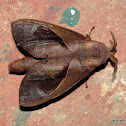Lasiocampidae