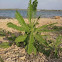 Mesquite Sapling