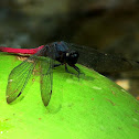 Spine-tufted skimmer