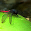 Spine-tufted skimmer