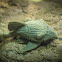 Royal Pleco