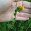 Fiddleneck