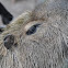 capybara