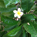 Frangipani