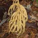 Ground pine
