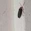 Firefly