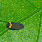 Achilid Hopper