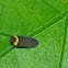 Achilid Hopper