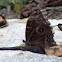 Morpho helenor montezuma
