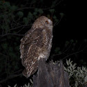 Mexican Spotted Owl