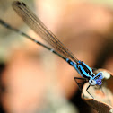 Blue Argia Damselfly