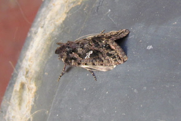 Spotting Image 1
