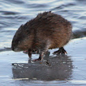 Muskrat