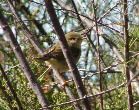 Spotting Image 1