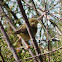 Chiffchaff/Mosquitero común