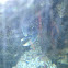 Lumbrigante (gl), Bogavante (es), European lobster (uk)