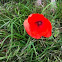 Klatschmohn