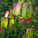 Cathedral Bells or Miracle Leaf