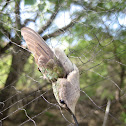Black-chinned hummingbird