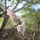Black-chinned hummingbird