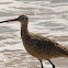 Long-billed Curlew