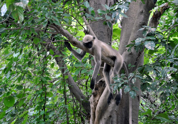 Spotting Image 1